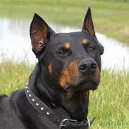 Dobermann Tarzan