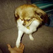 Blanding af racer Gizmo