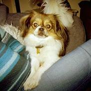 Blanding af racer Gizmo