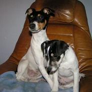 Dansk svensk gaardhund Anton og oskar