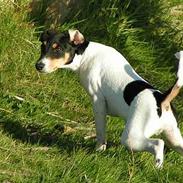 Dansk svensk gaardhund Anton og oskar