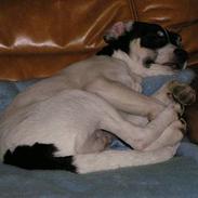 Dansk svensk gaardhund Anton og oskar