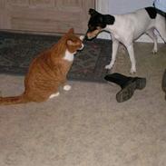 Dansk svensk gaardhund Anton og oskar