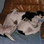 Dansk svensk gaardhund Anton og oskar