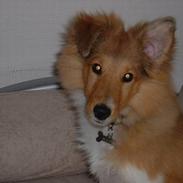 Shetland sheepdog Kico