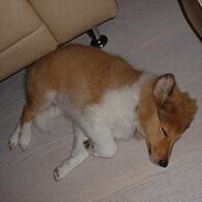 Shetland sheepdog Kico