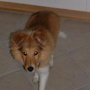 Shetland sheepdog Kico
