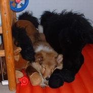 Shetland sheepdog Kico