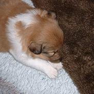 Shetland sheepdog Kico