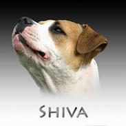 Amerikansk bulldog Kettners Kiara, "Shiva"