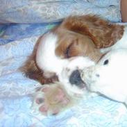 Cavalier king charles spaniel Pumba
