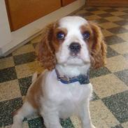 Cavalier king charles spaniel Pumba