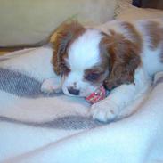 Cavalier king charles spaniel Pumba