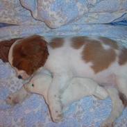 Cavalier king charles spaniel Pumba