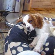 Cavalier king charles spaniel Pumba