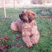 Briard Carla Maxima