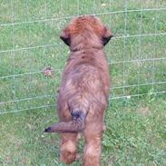 Briard Carla Maxima