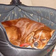 Cavalier king charles spaniel Zimba & Cirkeline