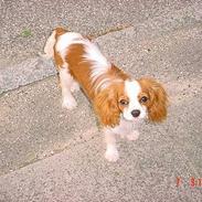 Cavalier king charles spaniel Zimba & Cirkeline