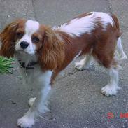 Cavalier king charles spaniel Zimba & Cirkeline