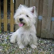 West highland white terrier Junior