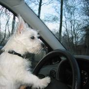 West highland white terrier Junior