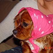 Cavalier king charles spaniel Zimba & Cirkeline