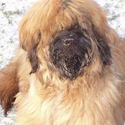 Briard Carla Maxima