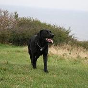 Labrador retriever *Freja* (Min MulMul)