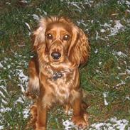 Cocker spaniel Mille