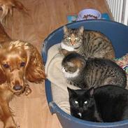 Cocker spaniel Mille