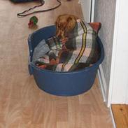 Cocker spaniel Mille