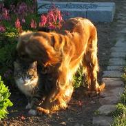 Cocker spaniel Mille