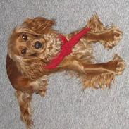 Cocker spaniel Mille