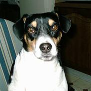 Dansk svensk gaardhund Snuggi  aflivet 2010