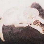 Blanding af racer Laika