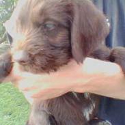 Ruhåret hønsehund Tequila's Taco