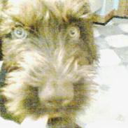 Ruhåret hønsehund Tequila's Taco