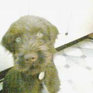 Ruhåret hønsehund Tequila's Taco