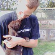 Ruhåret hønsehund Tequila's Taco