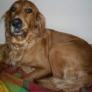 Blanding af racer Sally