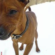 Dvaergpinscher Chico