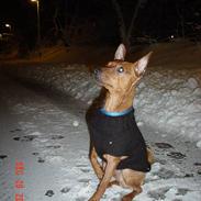 Dvaergpinscher Chico