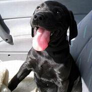 Labrador retriever Buster