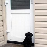 Labrador retriever Buster