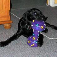 Labrador retriever Buster