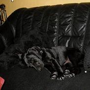 Labrador retriever Buster