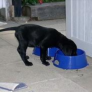 Labrador retriever Buster