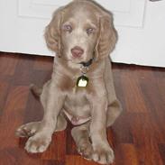 Langhåret Weimaraner Fuchs Vom Jungholz (Død)