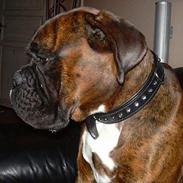 Boxer Tyson